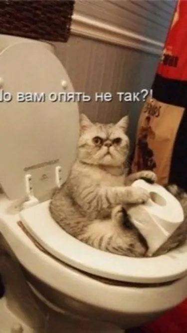 Губка чбоб Screenshot